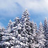 Флора в Боровце